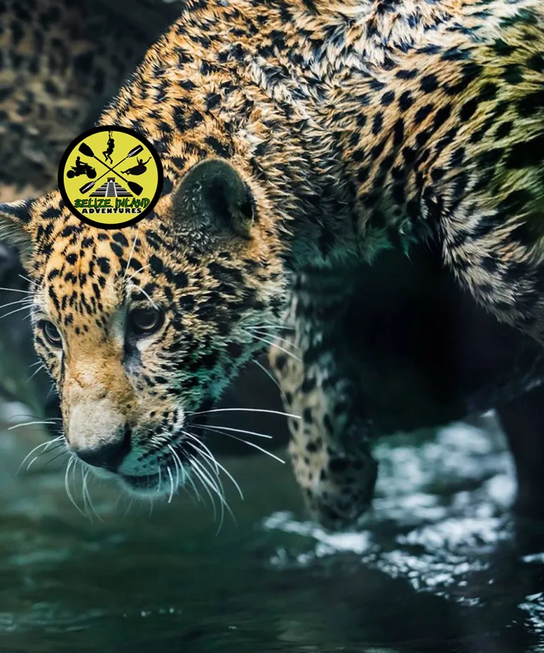 jaguar-2